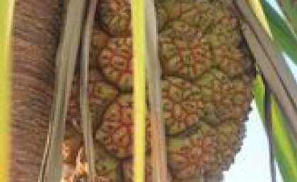 Fruit of the Anyakngarra, also known as pandanus. The soft base is made into a drink and their nuts are an excellent source of fat and protein. Fruit of the Anyakngarra, also known as pandanus. The soft base is made into a drink and their nuts are an excellent source of fat and protein.